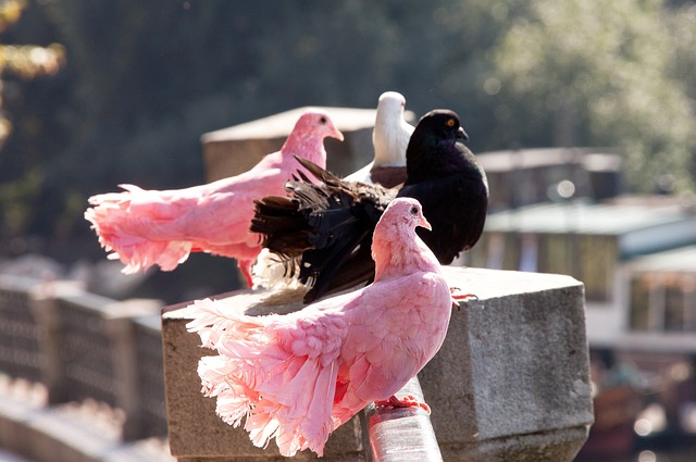 现战术意图 现战术意图