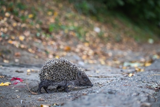 德甲霸主的 德甲霸主的